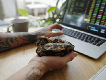 Person with tattoos holding snake while working on laptop displaying stock market data on screen. Desk features coffee mug and scene includes indoor setting with natural elements